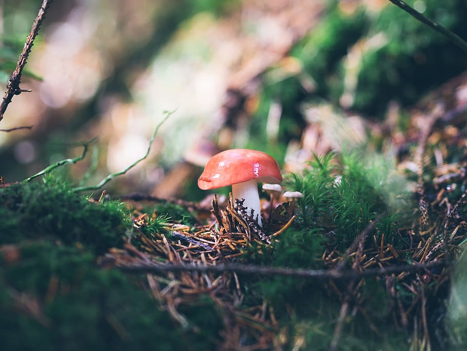 selective focus photography of fly agaric, mushroom, moss, leaf HD wallpaper