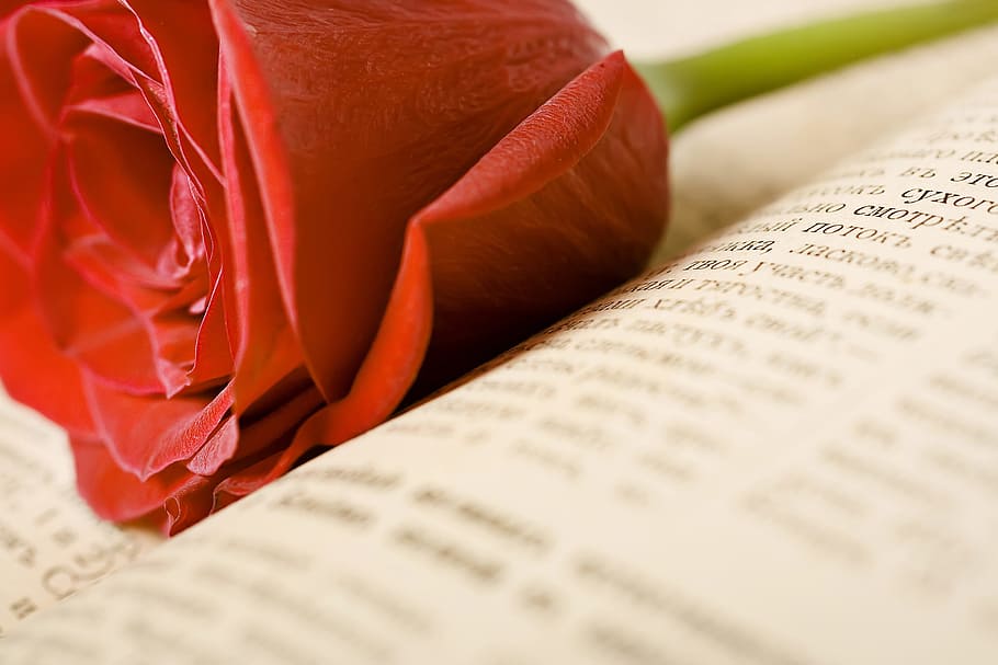 rose, book, gospel, scripture, closeup, foliage, rosa, theology HD wallpaper