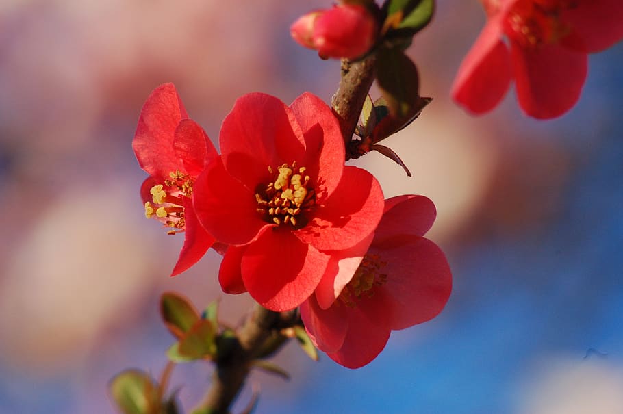 bloom, flowers, spring, branch, nature, flowering plant, beauty in nature HD wallpaper