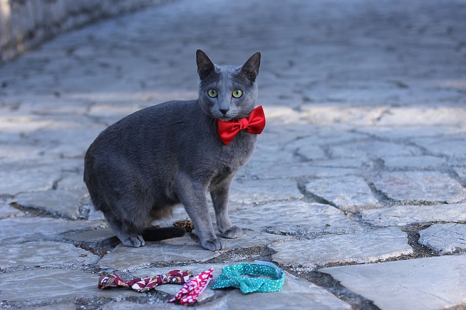 cat, pet, pets, bowtie, blue, russian, domestic, one animal HD wallpaper