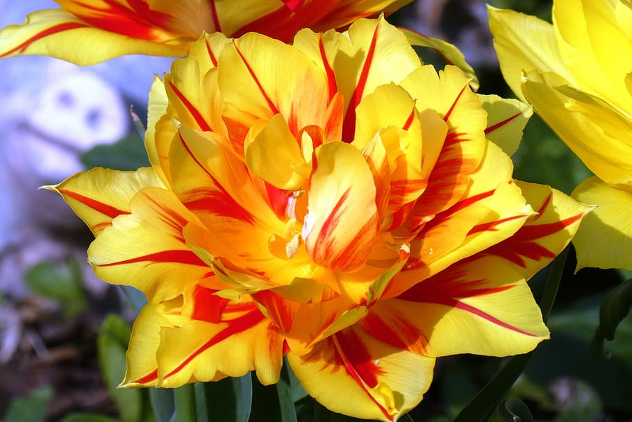 tulip, bloom, spring, petals, blossom, bloemengroet, spring flowers HD wallpaper