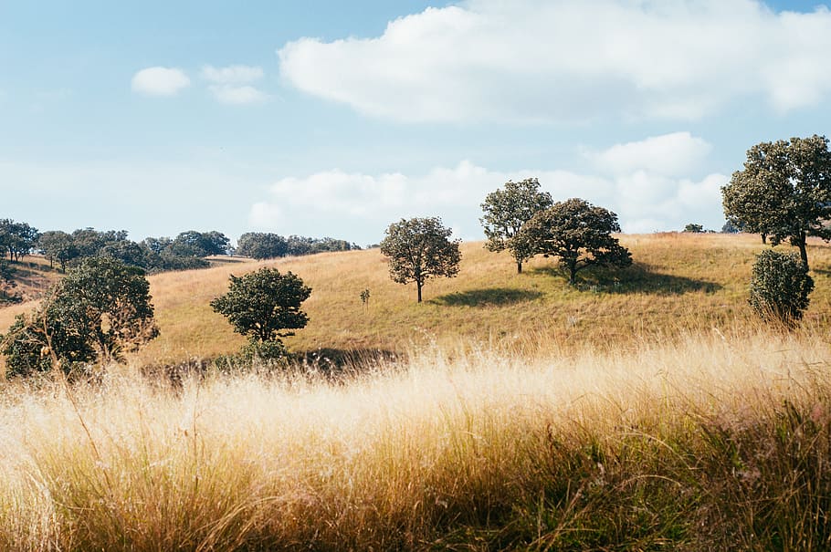 brown grass field with green leaf trees, plant, sky, land, cloud - sky HD wallpaper