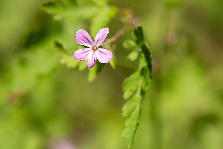 flower, small, small flower, pink, pink flower, blossom, bloom HD wallpaper