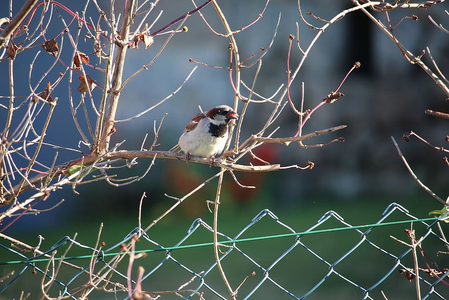 bird, branch, nature, animal, animal wildlife, animal themes HD wallpaper