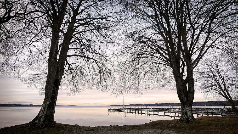 tree, branches, lake, web, landscape, starnberger see, atmosphere