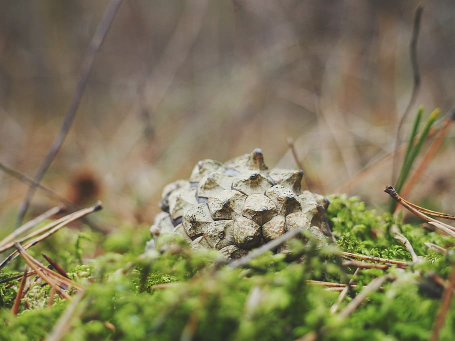 wood, forest, nature, macro, grass, pine, cone, flora, plant HD wallpaper