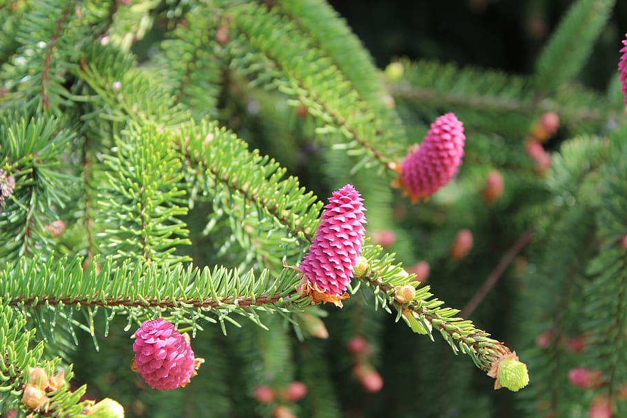 tree, flower, pink, nature, plant, growth, green color, beauty in nature HD wallpaper