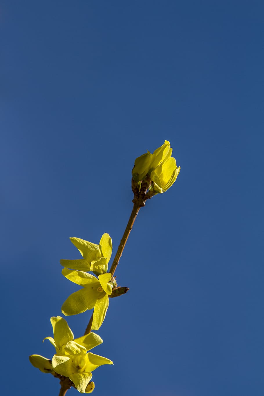 germany, berlin, spring, sky, sun, flowers, tree, bright, yellow HD wallpaper