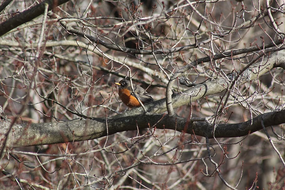robin, tree, branches, winter, bird, animals in the wild, animal wildlife HD wallpaper