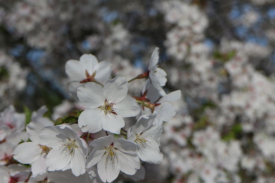 cherry blossom, nature, spring, bloom, plant, cherry tree, white HD wallpaper