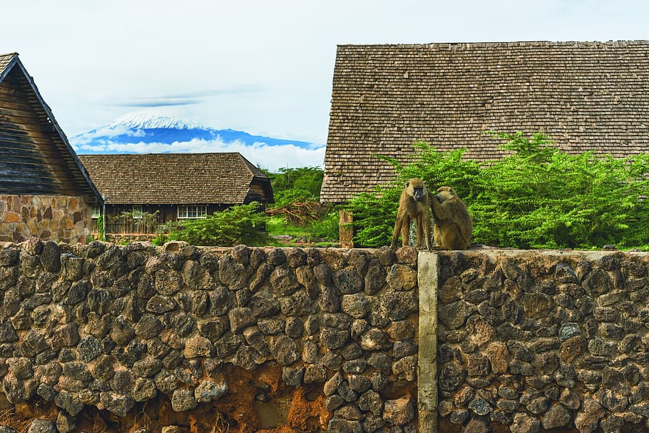 tanzania, mount kilimanjaro, mountain, wall, stone, baboon, HD wallpaper