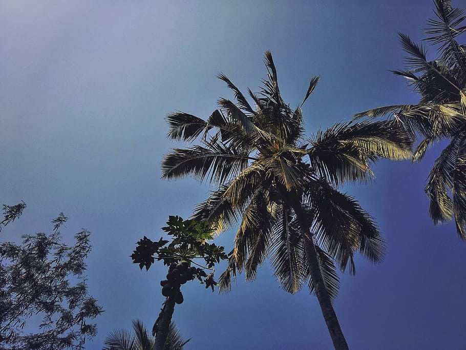Green Coconut and Papaya Trees Under Blue Sky, coconut trees, HD wallpaper