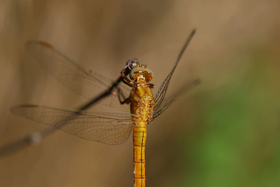 dragonfly, brown, insecta, rest, wings, invertebrate, animal wing HD wallpaper