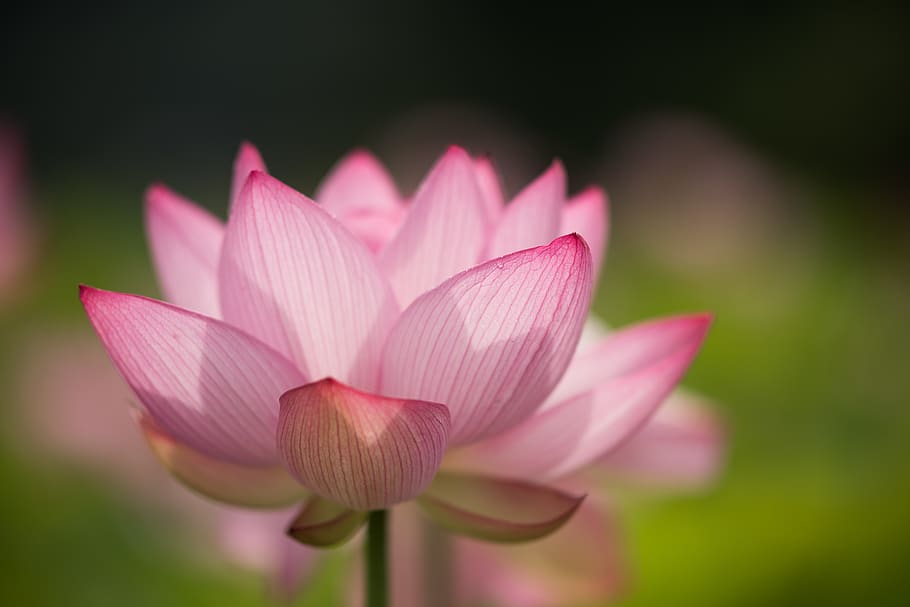 pink flower, flowering plant, vulnerability, freshness, fragility HD wallpaper