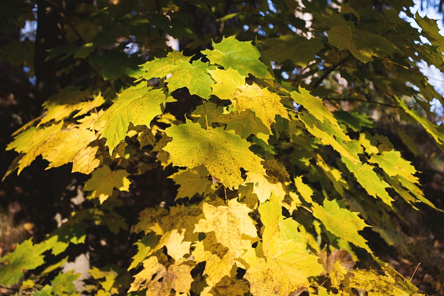 yellow, leaves, maple, plant, plant part, leaf, growth, tree HD wallpaper