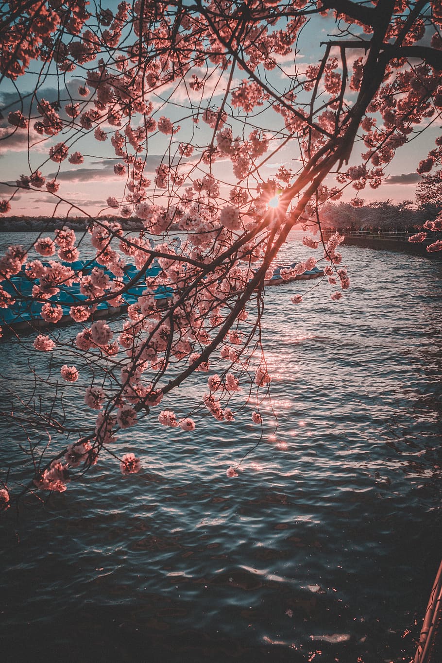 pink cherry blossoms beside sea during golden hour, plant, flower, HD wallpaper