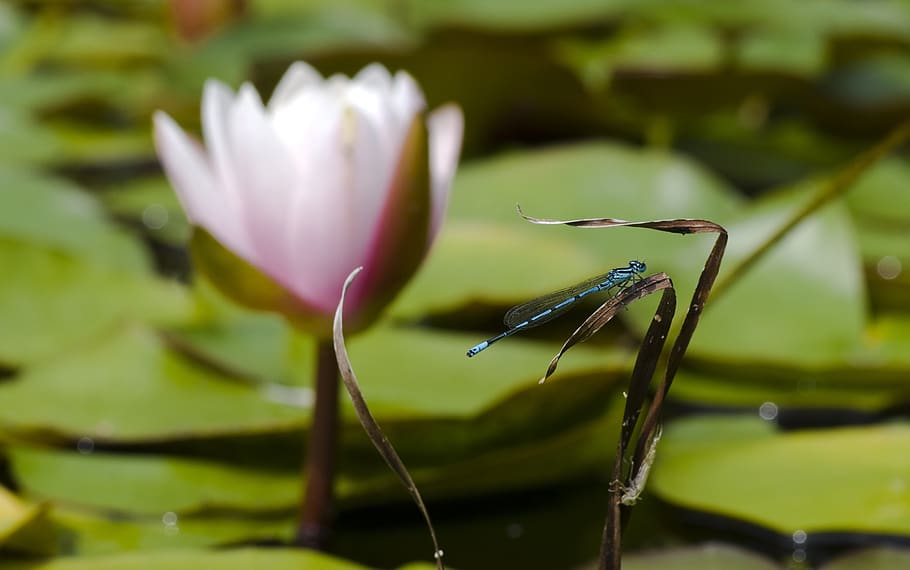 dragonfly, blue, pond, close up, water lily, flower, plant HD wallpaper