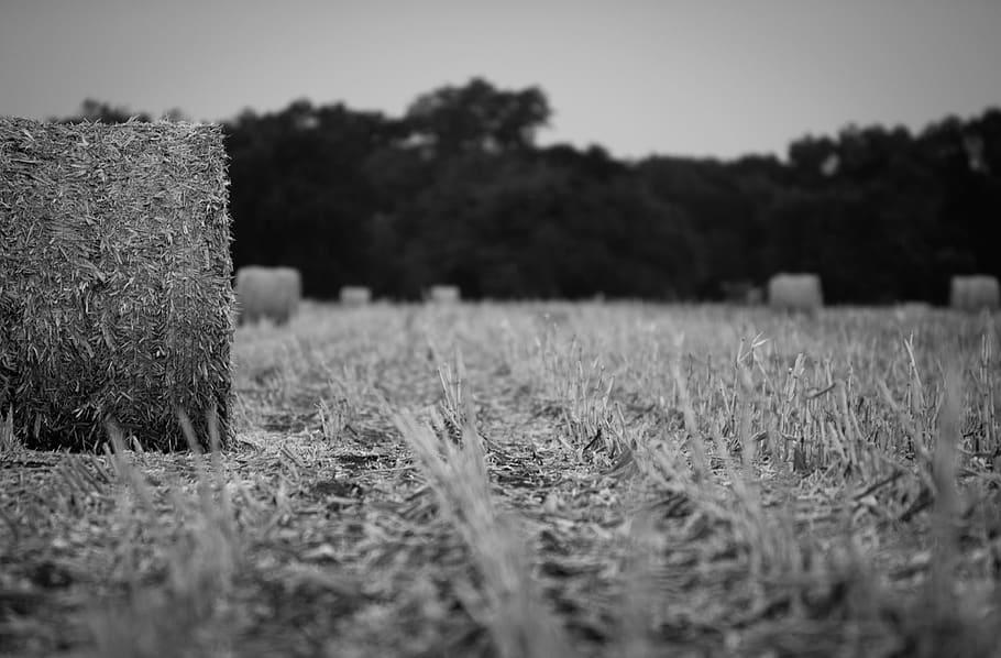 grayscale photography of haybale, plant, field, land, selective focus, HD wallpaper