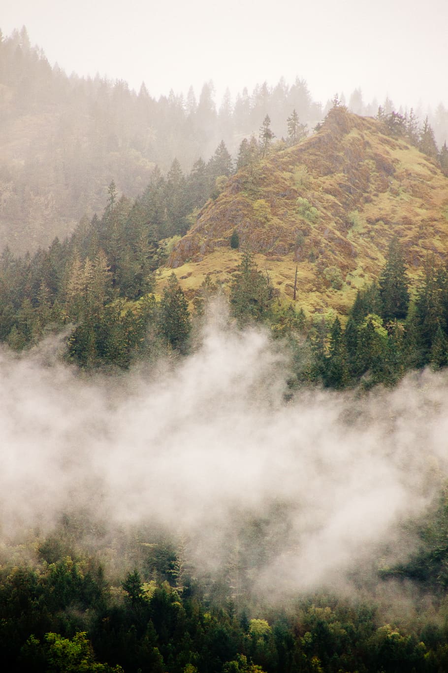 forest covered in fog, nature, outdoors, mountain, weather, siskiyou mountains HD wallpaper