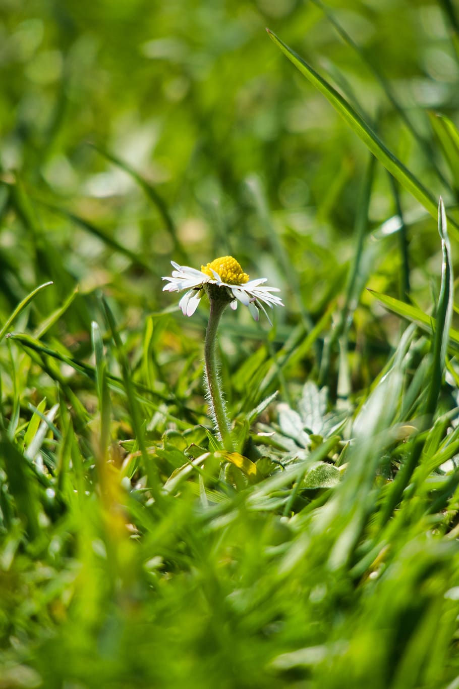daisy, grass, spring, green, garden, blossom, bloom, plant HD wallpaper
