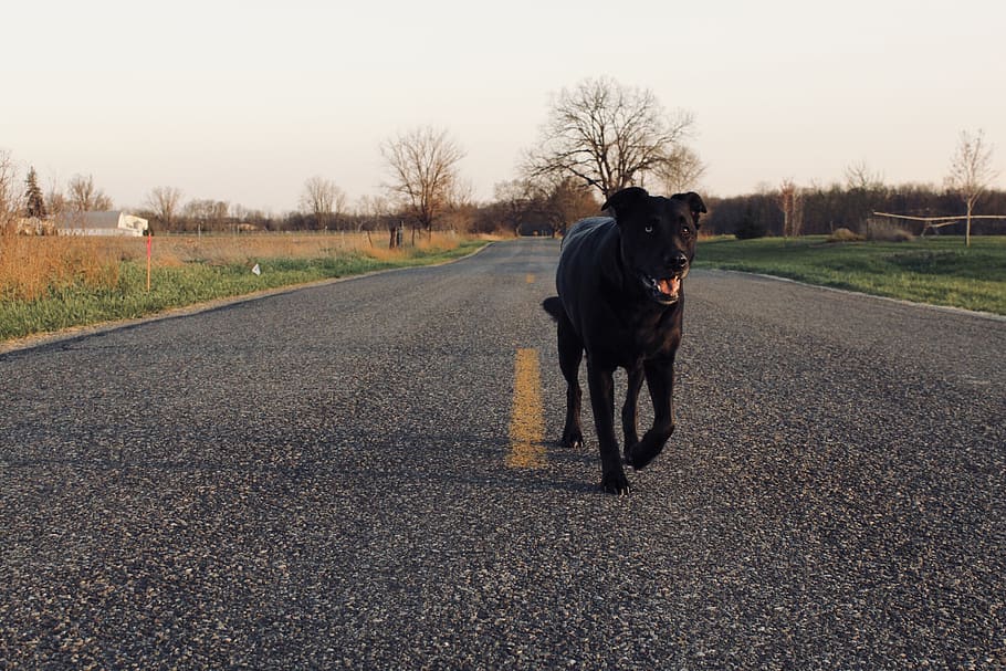 lab, dog, pet, puppy, animal, fur, road, country, golden hour, HD wallpaper