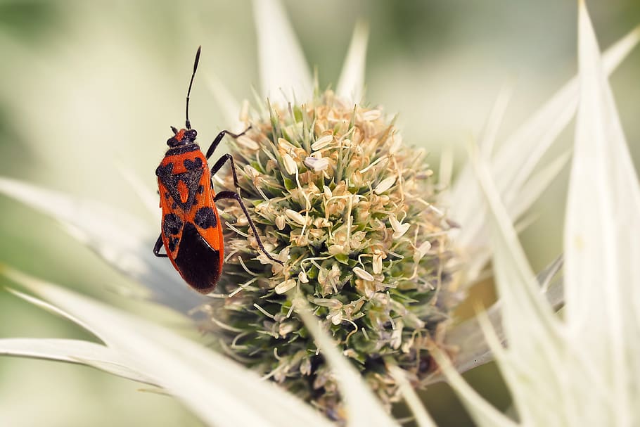 fire bug, nasty fire bug, insect, thistle, white thistle, nature HD wallpaper