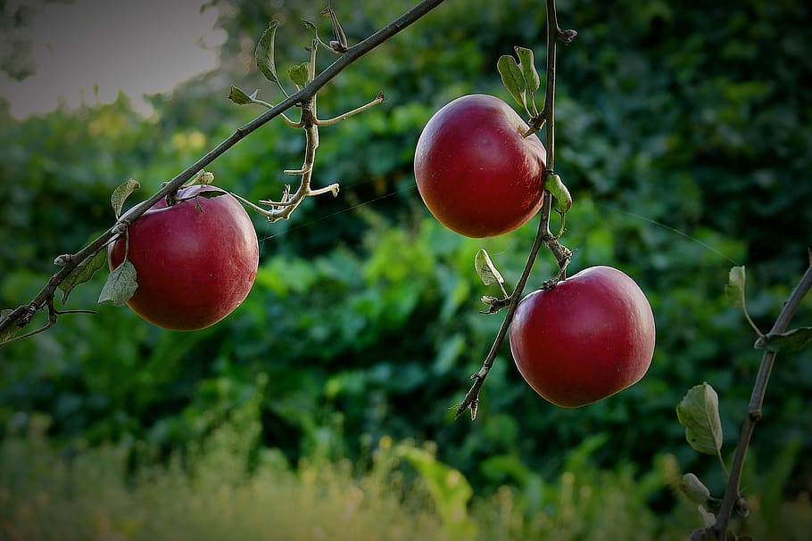 apples, garden, tree, sad, mature, vitamins, food and drink HD wallpaper