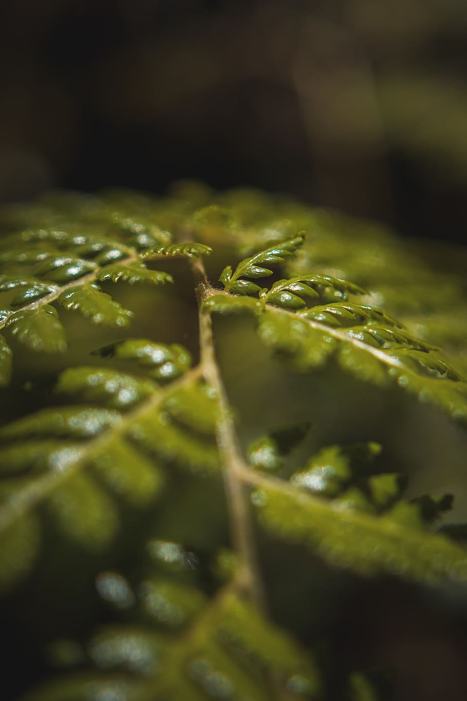 Green Leaf Plant, blooming, blur, close-up, daylight, fern, fern leaves HD wallpaper