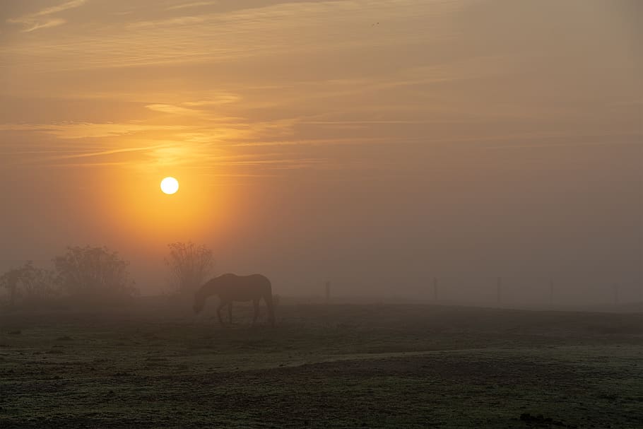 sun, horses, fog, sunrise, grass, nature, summer, clouds, norderney, HD wallpaper