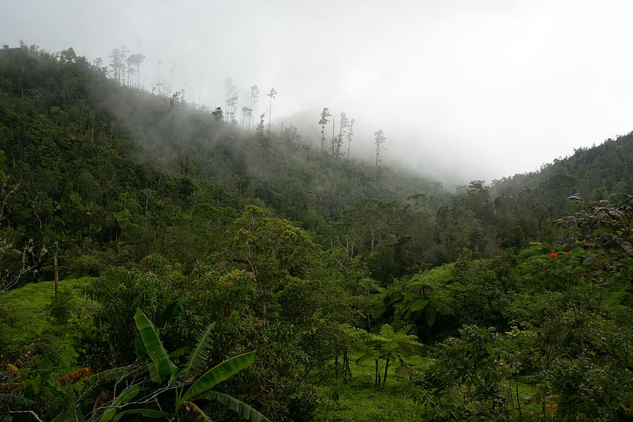 cuba, santiago de cuba, plant, tree, fog, beauty in nature, HD wallpaper