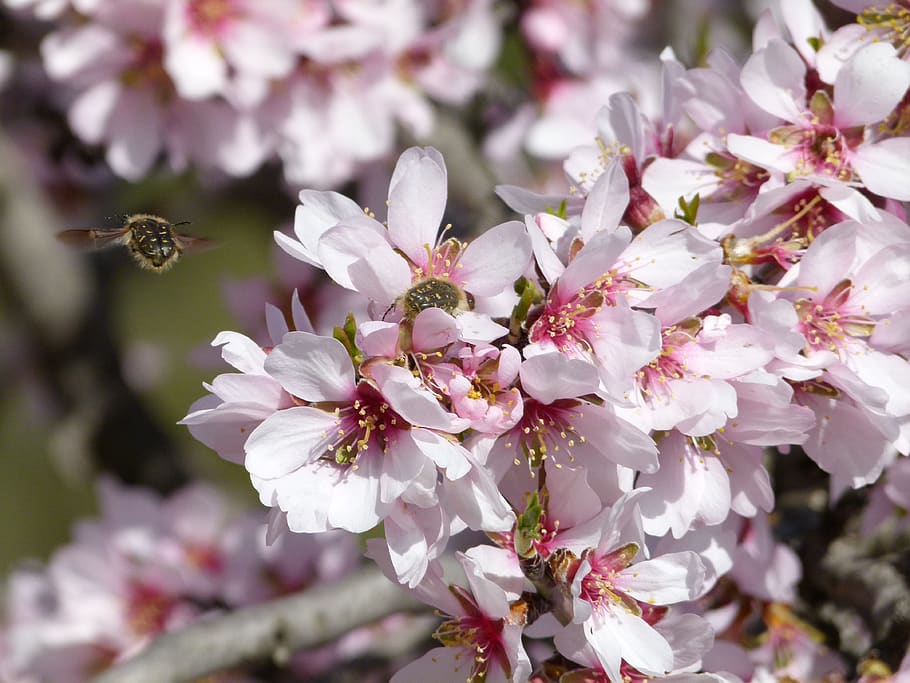 almond tree, flower, bee, libar, flowering, flight of the insect HD wallpaper