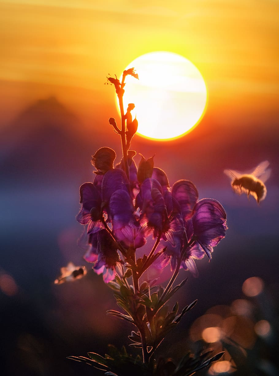 Purple Flowers in Bloom, bees, blurred background, close-up, colors HD wallpaper