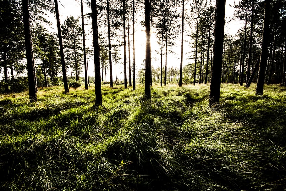 united kingdom, wareham, forest, shadows, bright, sunlight HD wallpaper