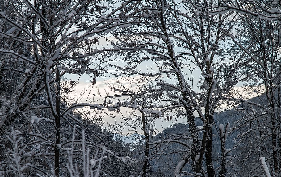 branches, cold, freeze, zing, frost, frosty, frozen, gloomy, ice HD wallpaper
