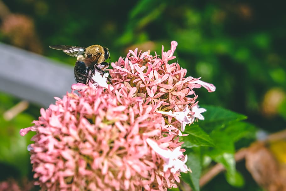 bee on Indian Jasmine flower, animal, invertebrate, apidae, insect, HD wallpaper
