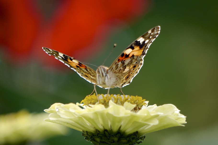 nature, butterfly, macro, wing, flower, close up, colorful HD wallpaper