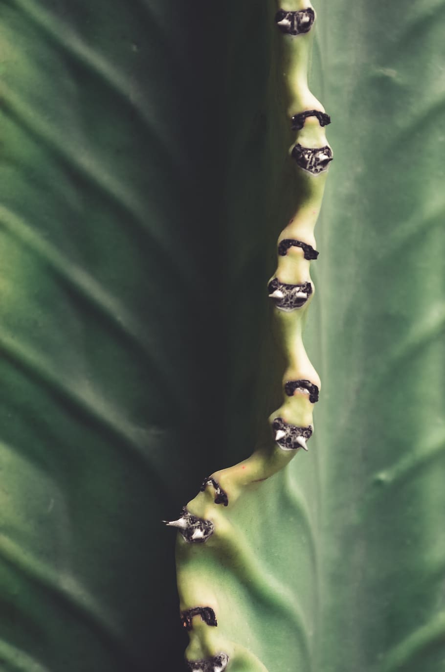 Close-Up Photo of Leaf, blur, fresh, freshness, nature, sharp HD wallpaper