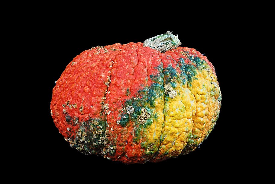squash, pumpkin, ugly, knobbly, autumn, fall, scar, disfigure HD wallpaper