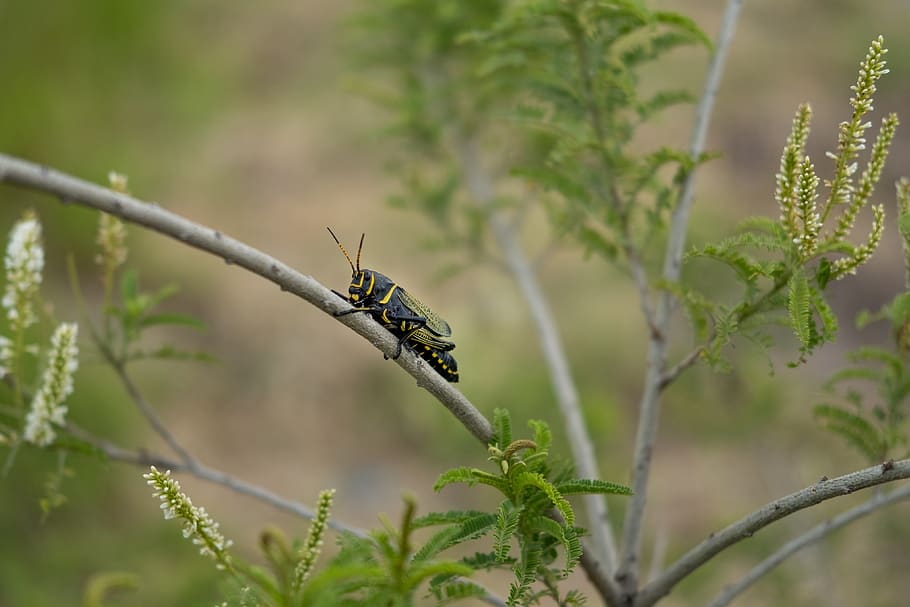 black insect, animal, garden spider, arachnid, invertebrate, conifer HD wallpaper