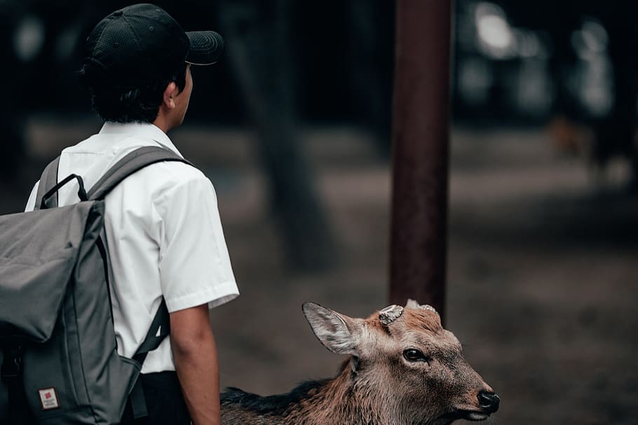 man with grey backpack and grey goat, person, human, deer, animal HD wallpaper