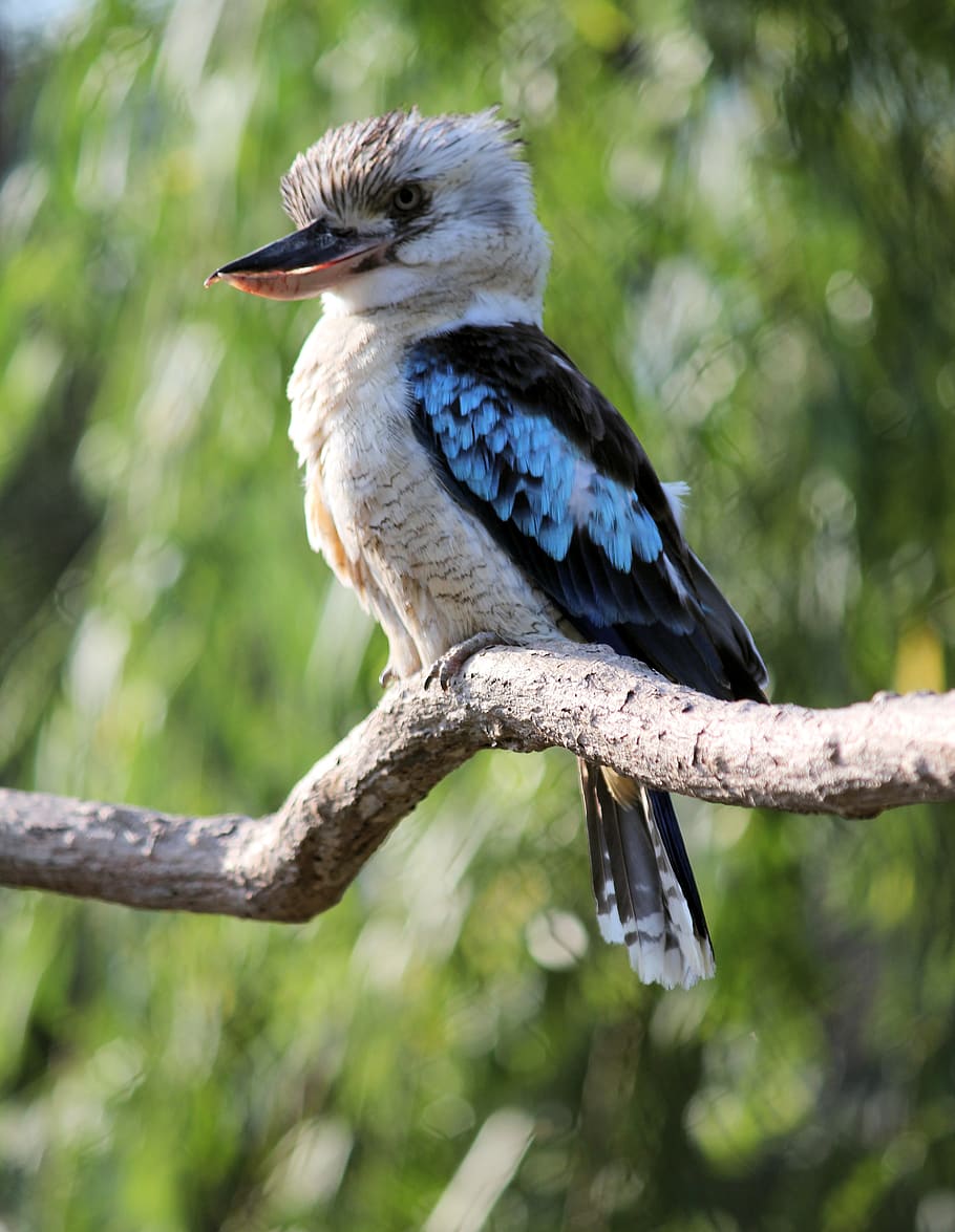 ledňák, bird, kookaburra, large, australian, modrokřídlý, HD wallpaper