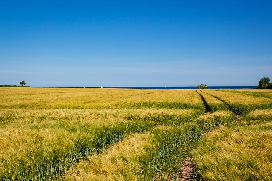 field, cereals, sky, blue, baltic sea, agriculture, grain, landscape HD wallpaper