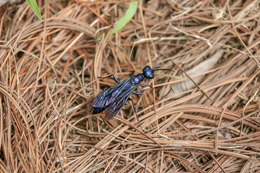 ant, bug, insect, pine, needles, animal wildlife, animal themes HD wallpaper