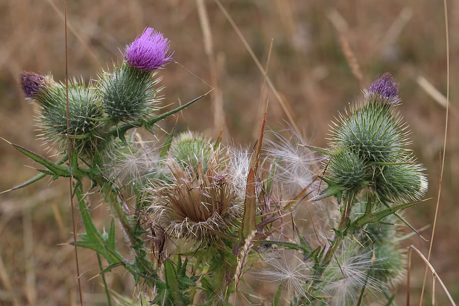 thistle, flower, plant, growth, flowering plant, cactus, nature HD wallpaper