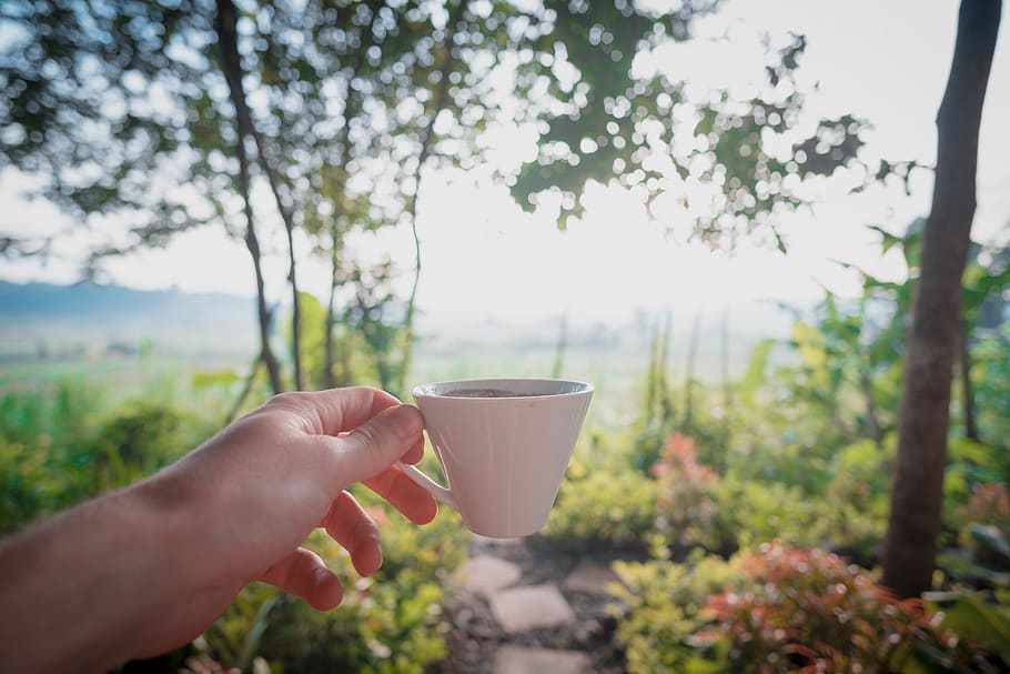 coffee, java, indonesia, sunrise, view, nature, fresh, human hand HD wallpaper