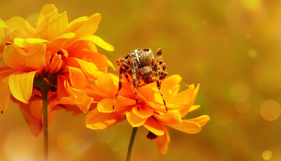 spider on yellow flower, invertebrate, bee, animal, apidae, insect HD wallpaper