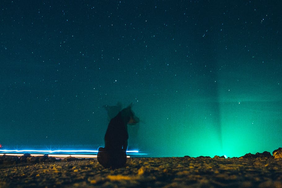 Dog Sitting on Ground Under Blue Starry Sky during Nighttime HD wallpaper