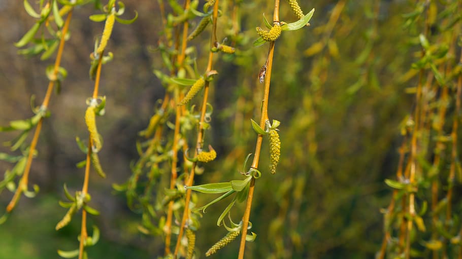 nature, plant, tree, willow, crying, sprig, hanging, green HD wallpaper