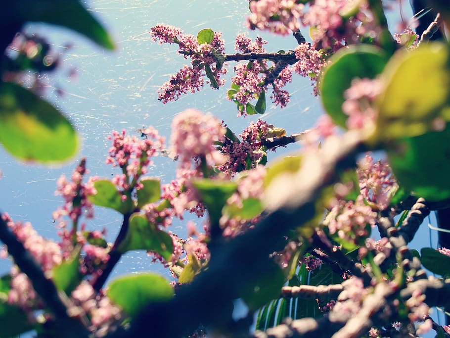 plant, flower, flowering plant, growth, tree, selective focus HD wallpaper