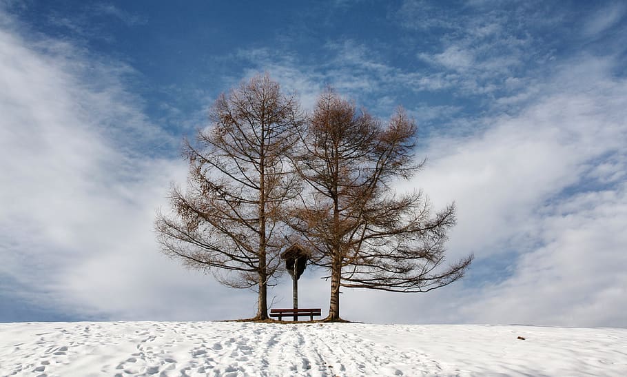 winter, snow, frost, cold, frozen, nature, tree, landscape HD wallpaper